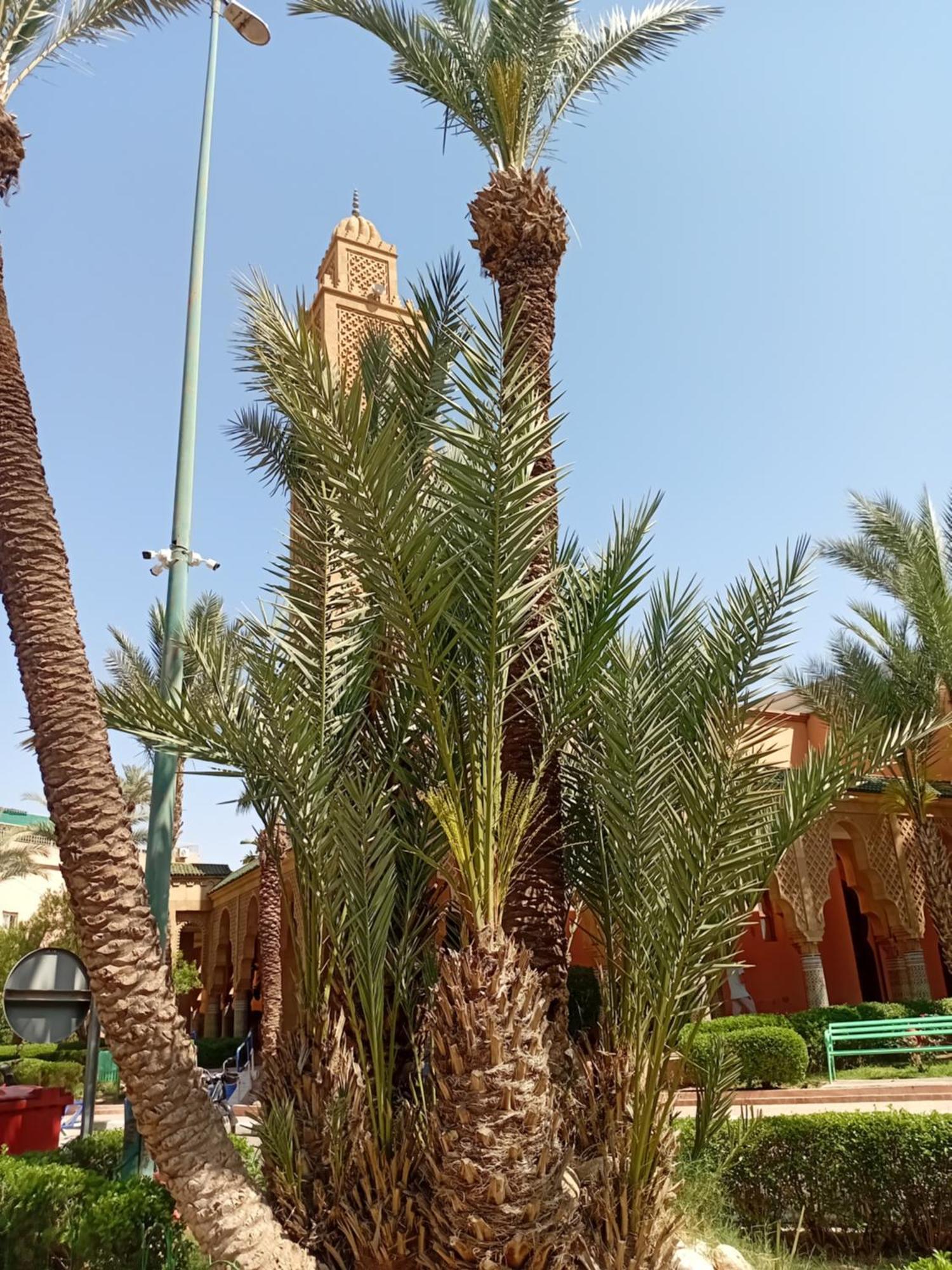 Riad Le Shams 마라케시 외부 사진